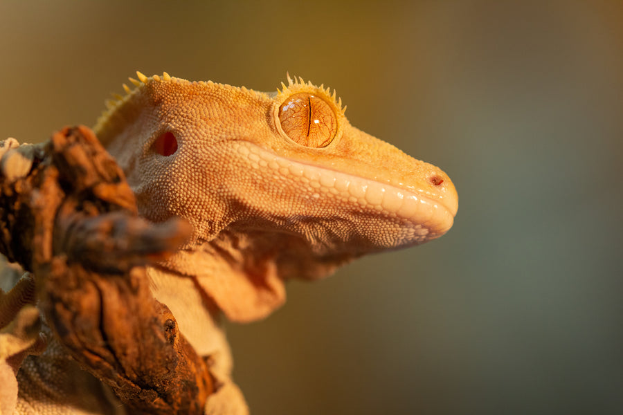 crested gecko on a log. crested gecko on leaf. Beyond the care sheets episode 2 with popular reptile YouTubers Tyler Rugge and Emzotic discuss crested geckos. Zen Habitats show talking about crested geckos and crested gecko habitats and enclosures