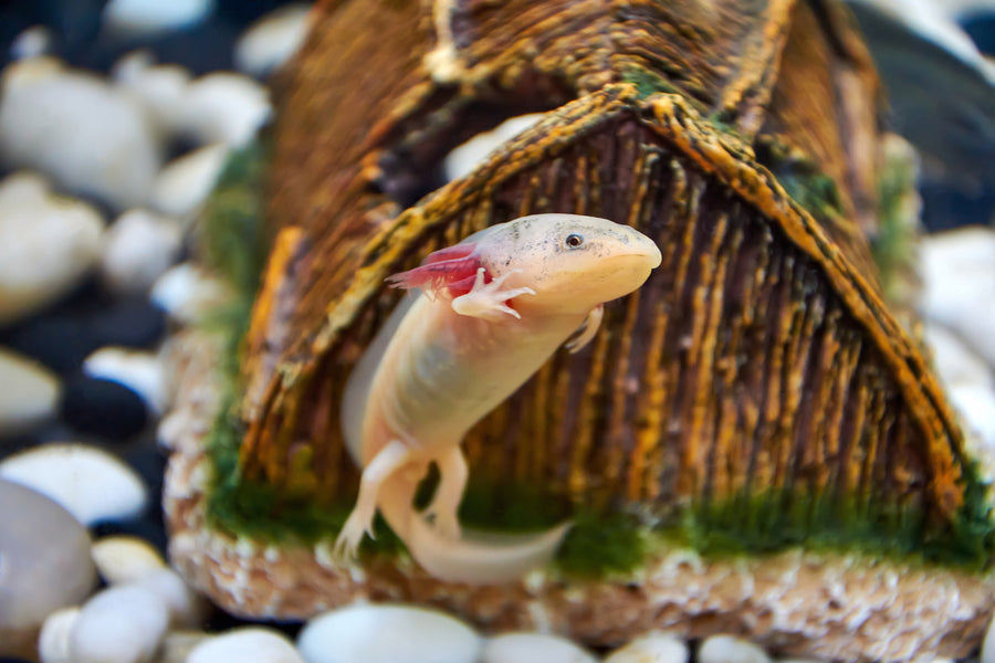 Kasey talks critters, a zen habitats original series episode wit axolotls