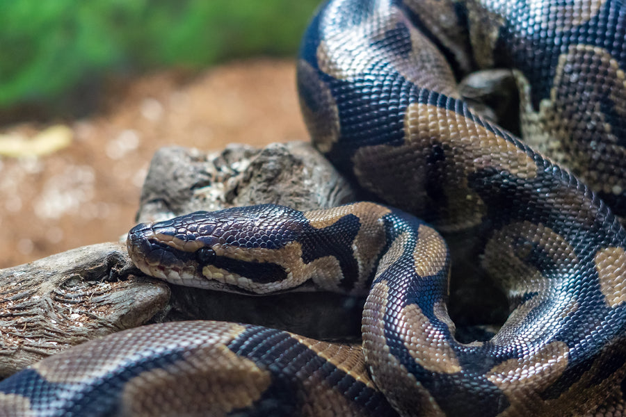 ball python in wild. Gabby Nikole of Flordia Wildest talks ball pythons on a Zen Habitats show, Beyond The Care Sheets