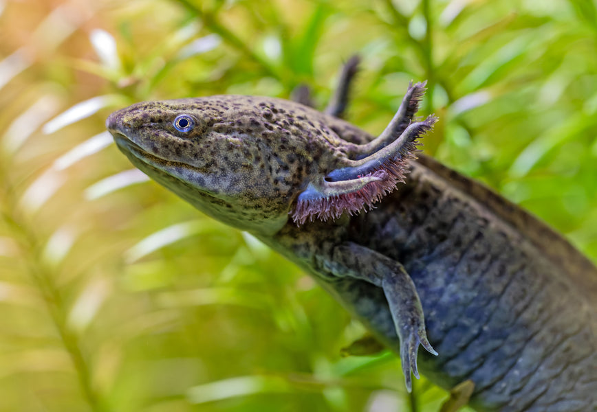 axolotl swimmng. Kasey talks critters a Zen Habitats original series where we bring in animal experts to discuss a different species each week!