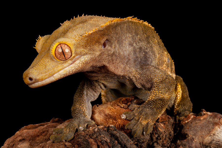 closeup of a crested gecko. Zen Habitats creates reptile enclosures that are perfect for crested geckos. 2x2x2 Zen Habitats reptile enclosures for crested geckos