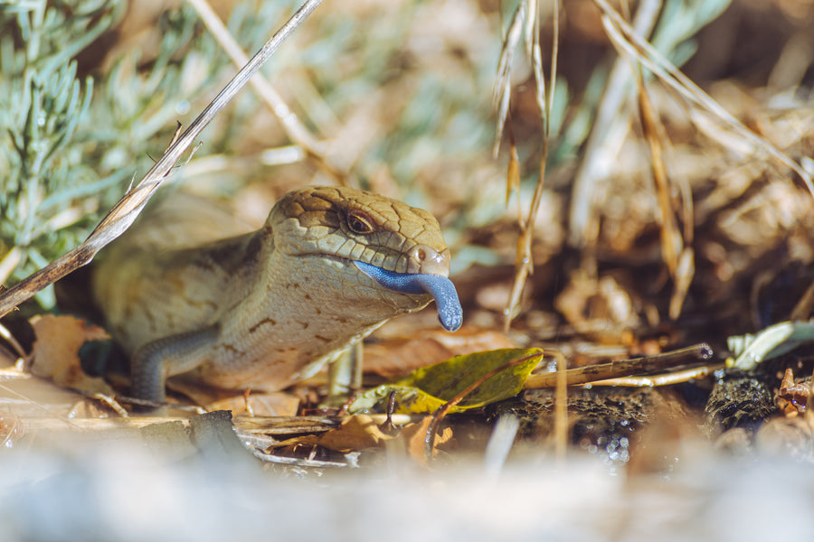 blue tounged skink in the wild. Zen Habitats show, beyond the care sheets where we interview reptile professionals. Zen Habitats makes reptile enclosures for blue tongued skinks