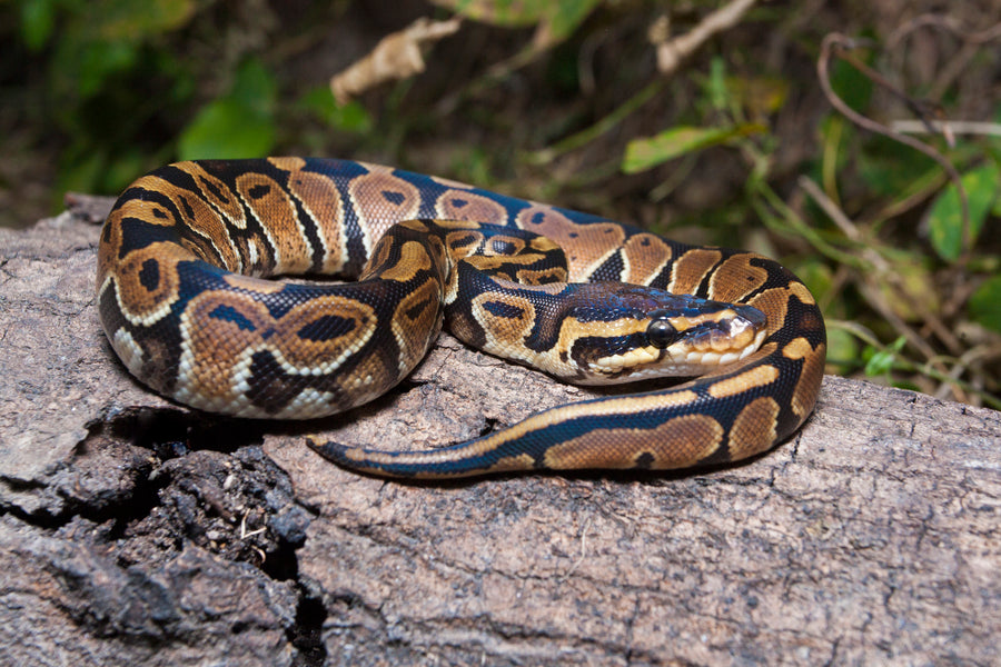 Ball python snake on log in the wild. Zen Habitats show where we bring in reptile experts from around the world. This episode of beyond the care sheets we talked with Gabby Nikole of Flordia's Wildest to discuss Ball pythons