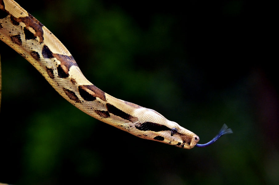 carpet python, carpet python in wild