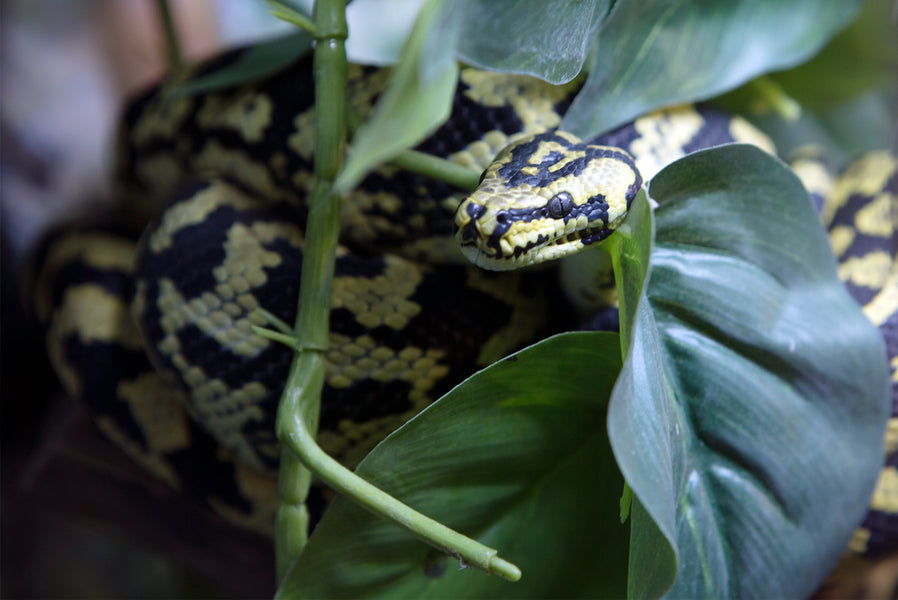 carpet pythons in the wild