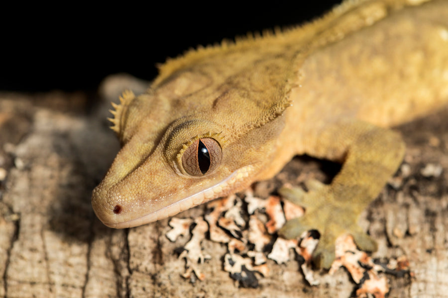 crested gecko on a log. On this episode of beyond the care sheets, popular youtubers Tyler Rugge and Emzotic discuss crested geckos on a Zen Habitats show.