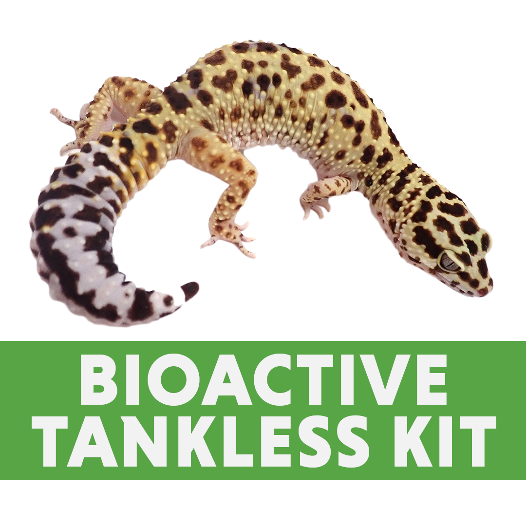 Leopard Gecko Bioactive Tankless Kit (for 48