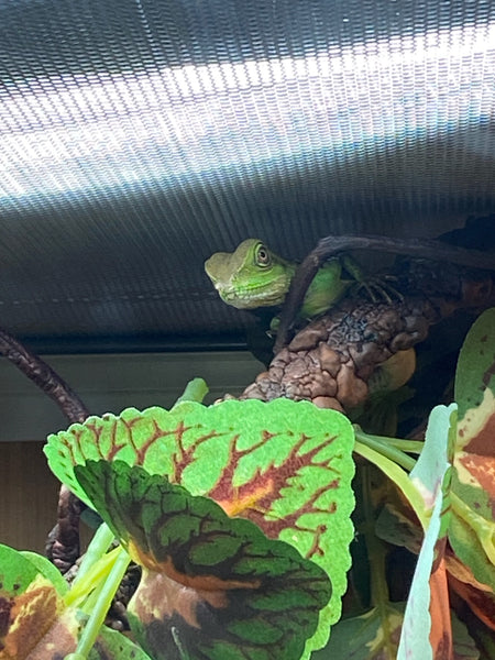 ming the chinese water dragon on top pof plants in a zen habitats 4'x2'x4' PVC reptile enclosure