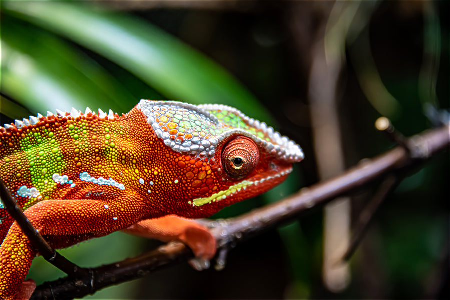 Panther chameleon in the wild. Zen Habitats sells reptile enclosures for panther chameleons, veiled chameleons and so many other types of chameleons. The Zen Habitats 4x2x4 PVC Reptile enclosure is perfect for chameleons