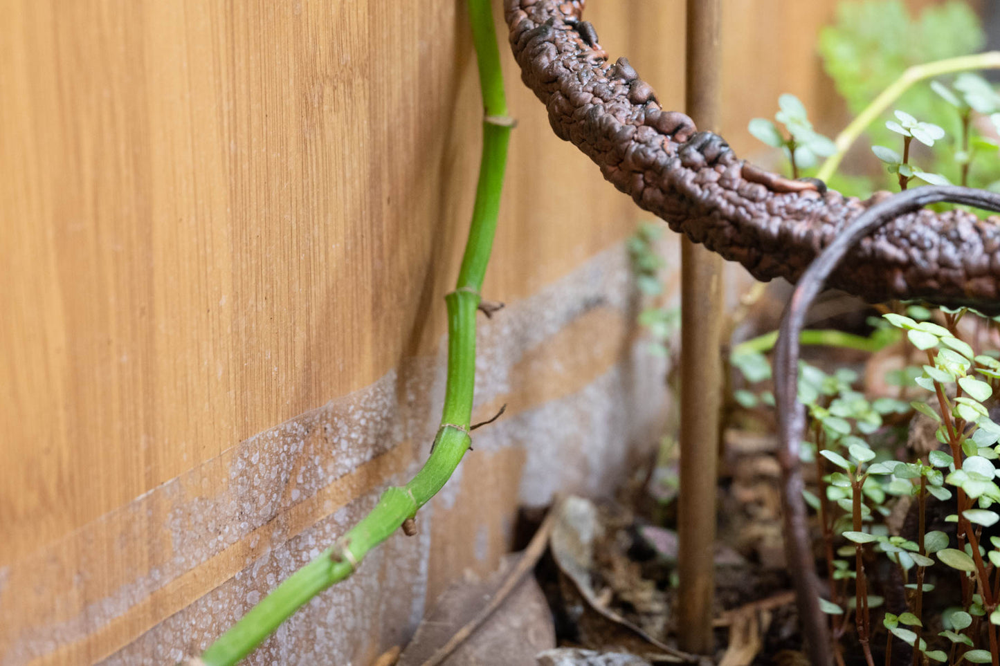 2'x2' Reptile Enclosure Bio-basin