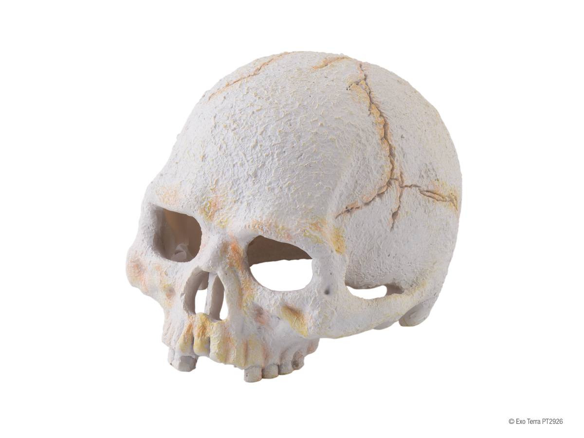 Exo Terra Primate Skull (Small) – Zen Habitats