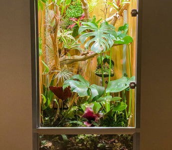 Reptiles That Can Be Kept in a 2x2x4 Enclosure