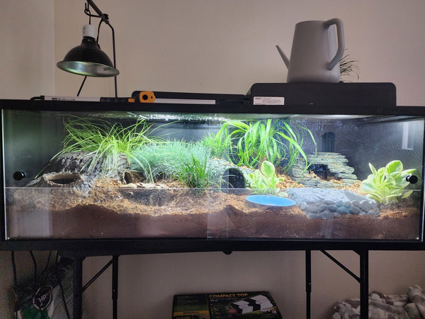 5 Reptiles That Can Be Kept In A 48x24x16 Enclosure!