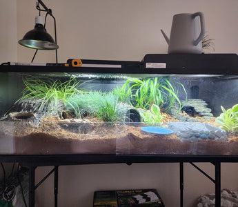 5 Reptiles That Can Be Kept In A 48x24x16 Enclosure!