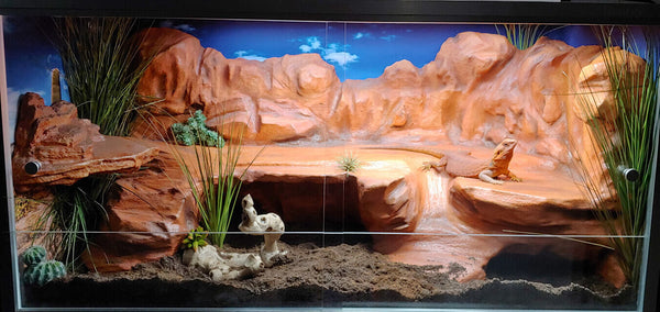 5 Reptiles That Can Be Housed in a 4x2x2 Enclosure