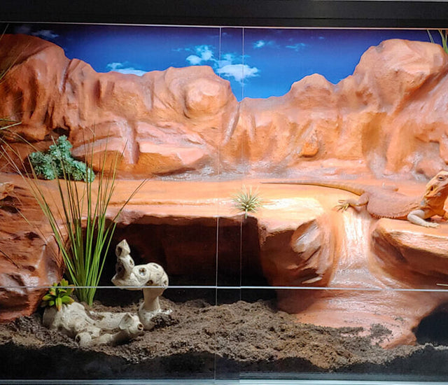 5 Reptiles That Can Be Housed in a 4x2x2 Enclosure Zen Habitats