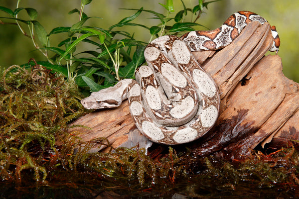 Treat Mites in Your Reptile's Terrarium without Chemicals! | Natural and Safe