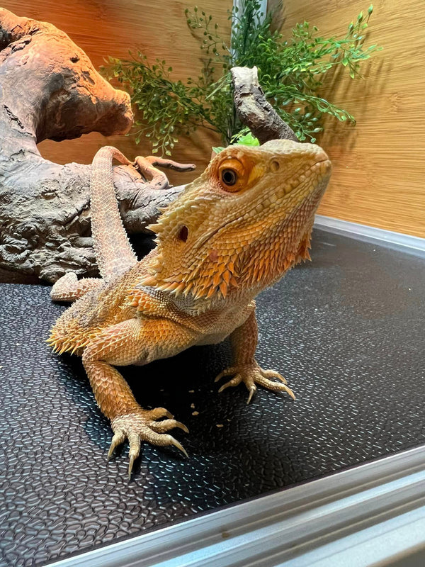 Do Reptiles Have Emotions? New Research Says Yes
