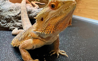 Do Reptiles Have Emotions? New Research Says Yes