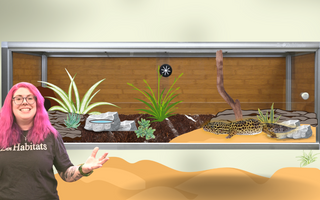Creating A Leopard Gecko Desert Oasis | Bioactive Leopard Gecko Build!