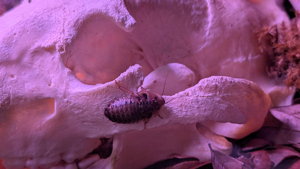 Why You Should Try Dubia Roaches for Your Reptiles!