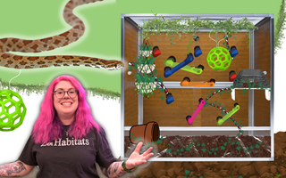 Making a Snake Jungle Gym! | Enriching Corn Snake Enclosure Upgrade