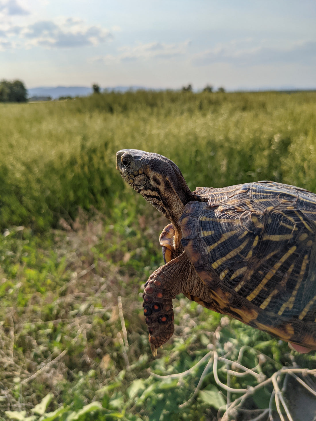 Impact of Urban Development on Wild Ornate Box Turtles in Colorado’s Front Range