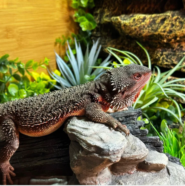 Bearded Dragon Enrichment: Tips and Tricks!