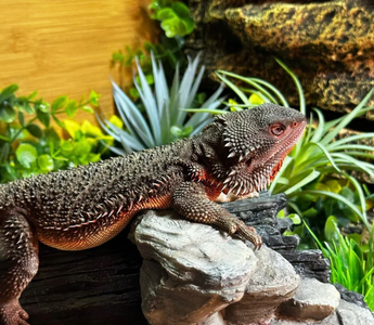 Bearded Dragon Enrichment: Tips and Tricks!