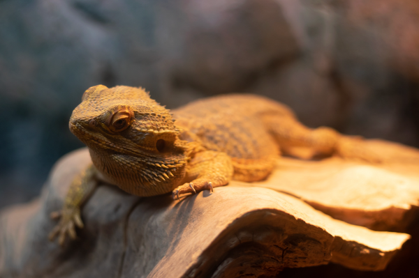 How to Replicate Seasonal Cycles for Your Pet Reptile