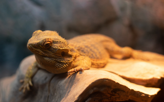 How to Replicate Seasonal Cycles for Your Pet Reptile
