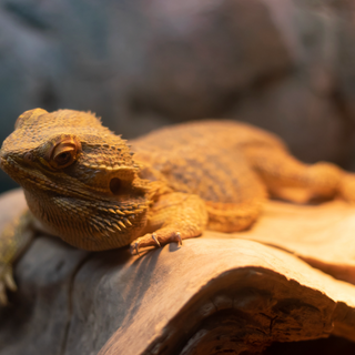 How to Mimic A Seasonal Cycle for Your Reptiles