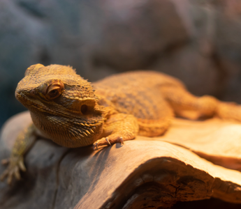How to Replicate Seasonal Cycles for Your Pet Reptile