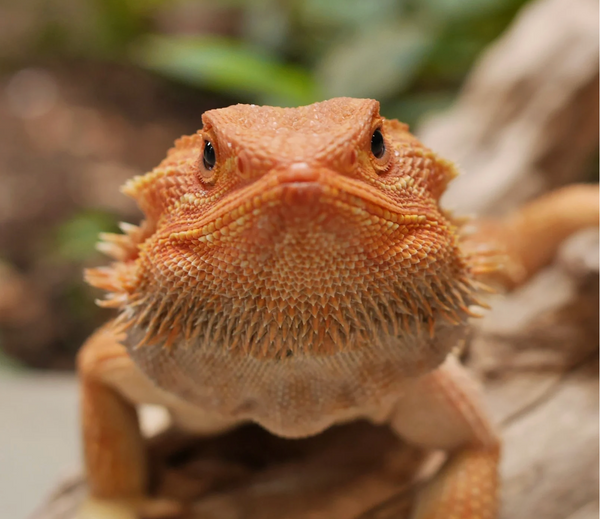Are Reptiles Really “Low Maintenance”?