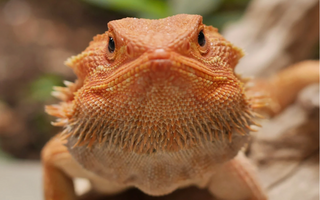 Are Reptiles Really “Low Maintenance”?