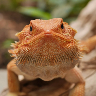 Are Reptiles Really “Low Maintenance”?