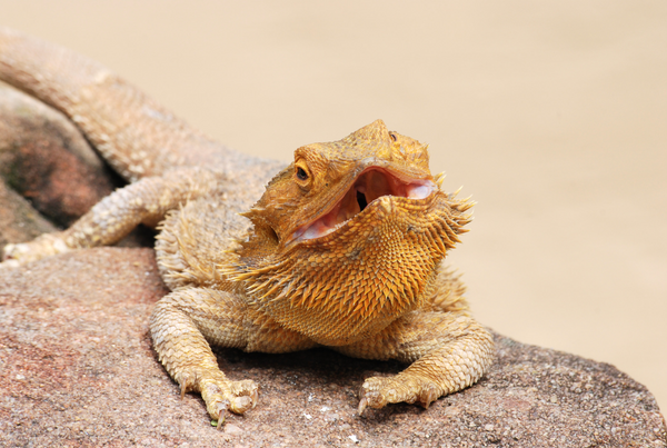 What Your Reptile's Basking Can Tell You!