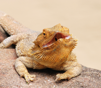 What Your Reptile's Basking Can Tell You!