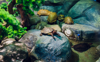 Reptile Care in 2030: Where the Hobby Is Heading Next