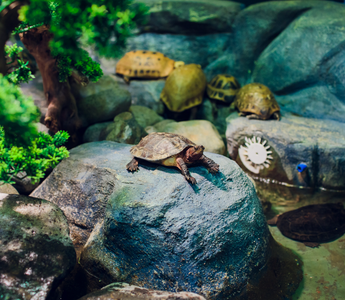 Reptile Care in 2030: Where the Hobby Is Heading Next