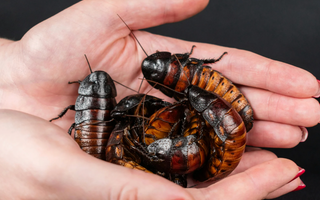 Things Only Reptile Keepers Understand (That Make Non-Keepers Cringe!)