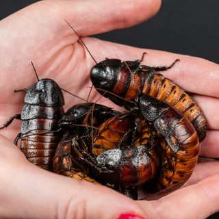 Things Only Reptile Keepers Understand (That Make Non-Keepers Cringe!)