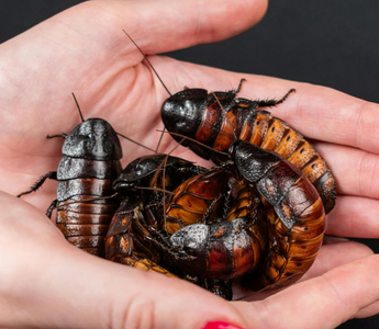 Things Only Reptile Keepers Understand (That Make Non-Keepers Cringe!)