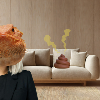 Things Reptiles Do to Their Enclosures That Would Horrify an Interior Designer