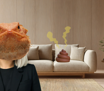 Things Reptiles Do to Their Enclosures That Would Horrify an Interior Designer