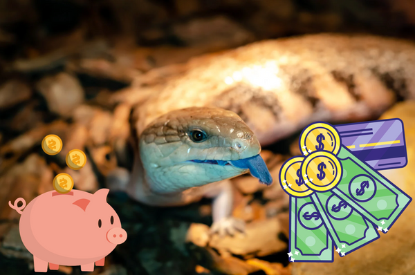 Money-Saving Hacks for Building a Bioactive Enclosure!