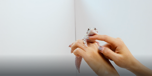 Why Your Reptile Doesn’t Trust You (And What You Can Do About It!)