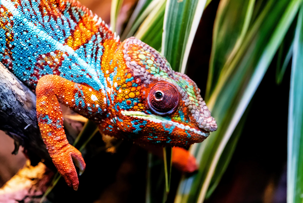 Do Arboreal Reptiles Need More Ventilation?