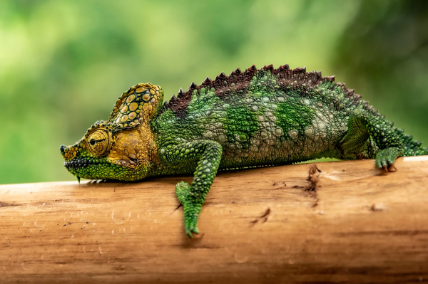 Is My Reptile Bored?