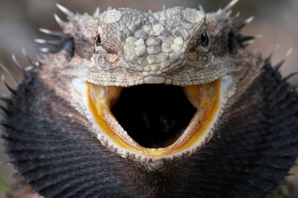 Bearded Dragon Behaviors and What They Mean!